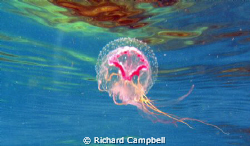 jellyfish--illuminated.. by Richard Campbell 